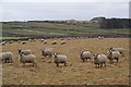Sheep at Lowfoot Farm in Green Fairfield