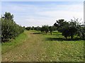 Orchard by Holme Fen Drove in Colne