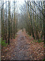 Footpath through Milldown Wood in TN31 6RS