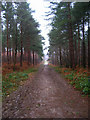 Main Track, Bixley Wood in Beckley (Rother)