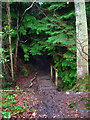 Footbridge over Unnamed Stream, Milldown Wood in Beckley (Rother)