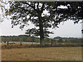 Stubble field with trig point and tree in PH13 9EL