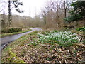 Morden, snowdrops in BH20 7DY