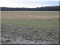 Field of stubble looking towards Ileden Woods in CT4 6HH