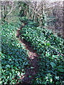 Path through the ivy in TQ2 7SF