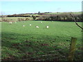 Another field with sheep in SA62 5EN
