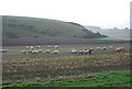 Sheep grazing by A30 in SP3 5PH