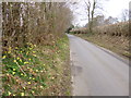 Alderholt, wild daffodils in SP6 1PU