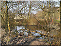 Pond at the side of Cronton Lane in WA8 5PT