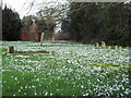 Spring flowers at Manston Churchyard in DT10 1EY