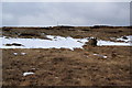 Grouse butts on Cheeks Hill in SK17 0TJ