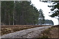 Path on the edge of Millersford Copse in SP6 2QY