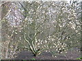 Knighton Park  magnolias in LE18 1LB