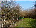 New wood along East Norton Road in LE16 8UP