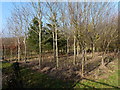 Newly planted woodland along East Norton Road in LE16 8UP