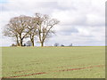 Trees in an arable landscape in CB10 2XR