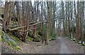 Track in Hallmoor Wood in DE4 2FZ