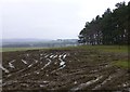Ploughed field beside a wood in Eglingham