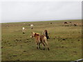 Ponies on the marshes at Gwernffrwd in SA4 3TP