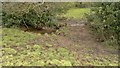 Crossing the stream below Collyhole Farm in ST10 2LQ