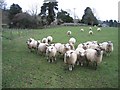 Hungry Sheep at Llangwyfan in Llandyrnog Community