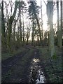 Woodland track, west of Westholme Hall in DL2 3QL