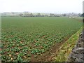 Brassicas in field near Skeeby in DL10 5DS