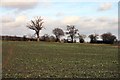 Brassica field near Rickinghall in IP22 1NB