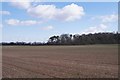 The Groves from Dunkirt Lane in Anna Ward
