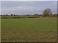 Arable farmland, Adstockfields in Adstock