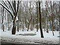 Snow-covered trees on Bentley Common in CV9 2HP