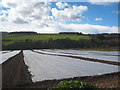 Plasticulture in fields between Lelant and Carbis Bay in TR26 3LT