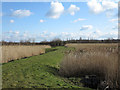 Reedbeds at sewage farm in NE11 0TJ