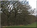 Trees waiting for spring, Langdon Hills Country Park in SS17 9NH
