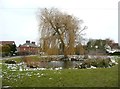 Village pond and willow tree, Weston in SG4 7AS