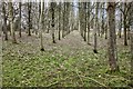 Path through a small coppice in RG17 0RA