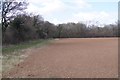 Field margin - The Grove (copse) in SP11 7BT