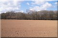 Field by The Groves (copse) in SP11 7BT