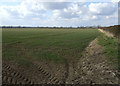 Farmland off Crook Mill Road in DN40 3NS