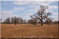 Mature Oak Trees in Field in SN13 0DP