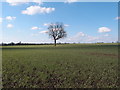 Oak tree in an arable field in Abbess Beauchamp and Berners Roding