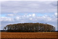 Small wood among fields, near Ashby de la Launde in Ashby de la Launde, Digby & Scopwick Ward