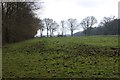 Pasture between Woodman's Wood and Lower Plantation in WD3 4NU