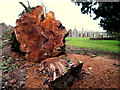 Fallen tree in the cemetery twixt Old Deer and Stuartfield in AB42 5DN