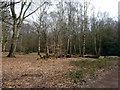 Group of  birches, Epping Forest in CM16 7DP