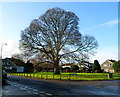 Tree dominates the northern end of Combermere, Thornbury in BS35 2DG