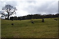 Herdwicks on a hillside in LA22 0NH