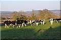 Mid Devon : Cattle Grazing in EX15 1LT