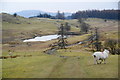 Path near Wise Een Tarn in Claife