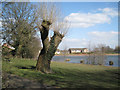 Pollarded willow by Lodge Pool, Lodge Park, Redditch in B98 7NR